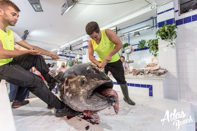 Tarifa Tuna